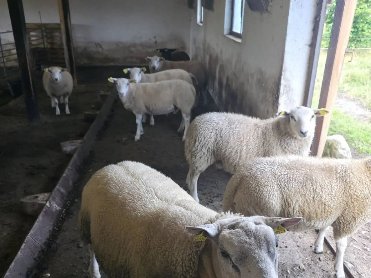 Billede 2 - Kraftige lam efter Texel-vædder med S-indeks 116