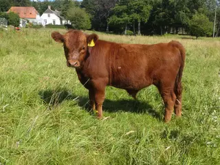 galloway tyrkalv