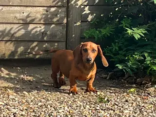 GRAVHUND FLOT RØD HAN HVALP STANDART KORTHÅRET