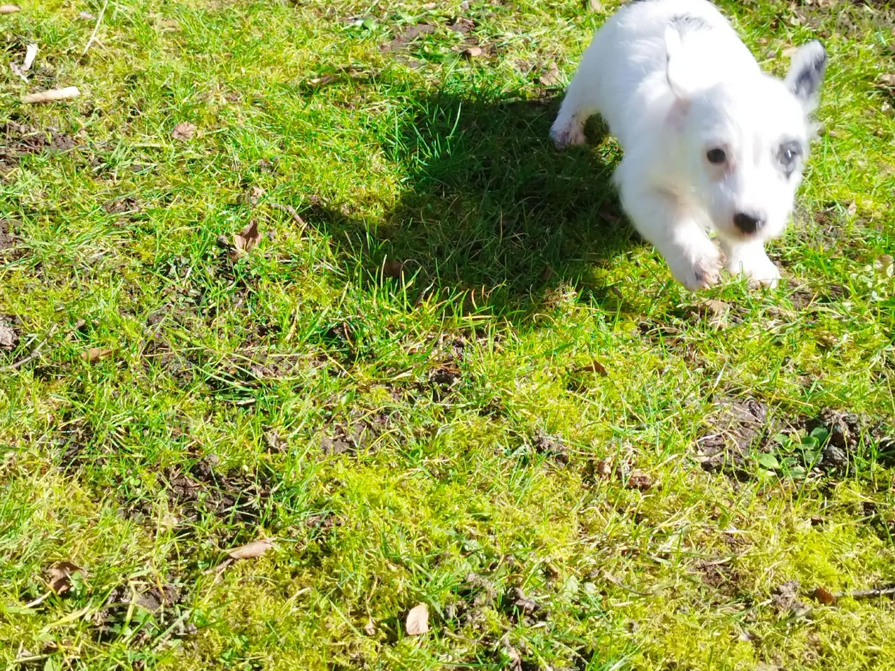 Billede 2 - Gravhund Bobby søger nyt hjem