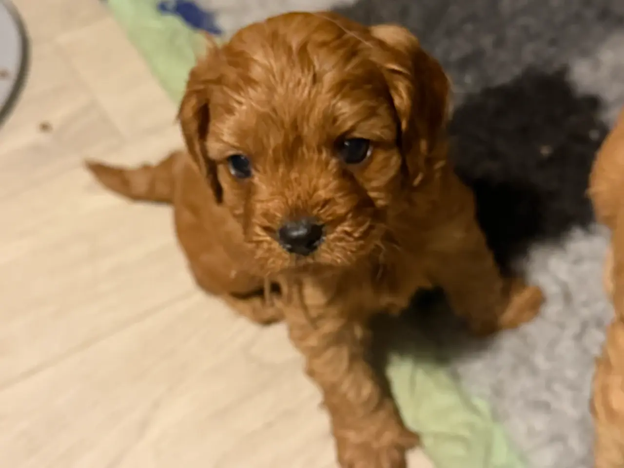 Billede 3 - Cavapoo hvalpe F1