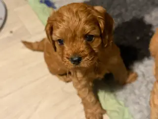 Cavapoo hvalpe F1 - 5