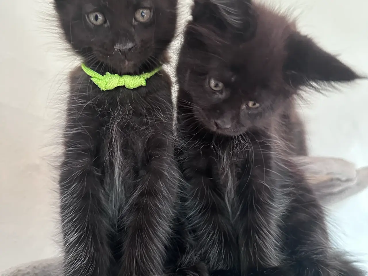 Billede 2 - Maine coon med stamtavle 
