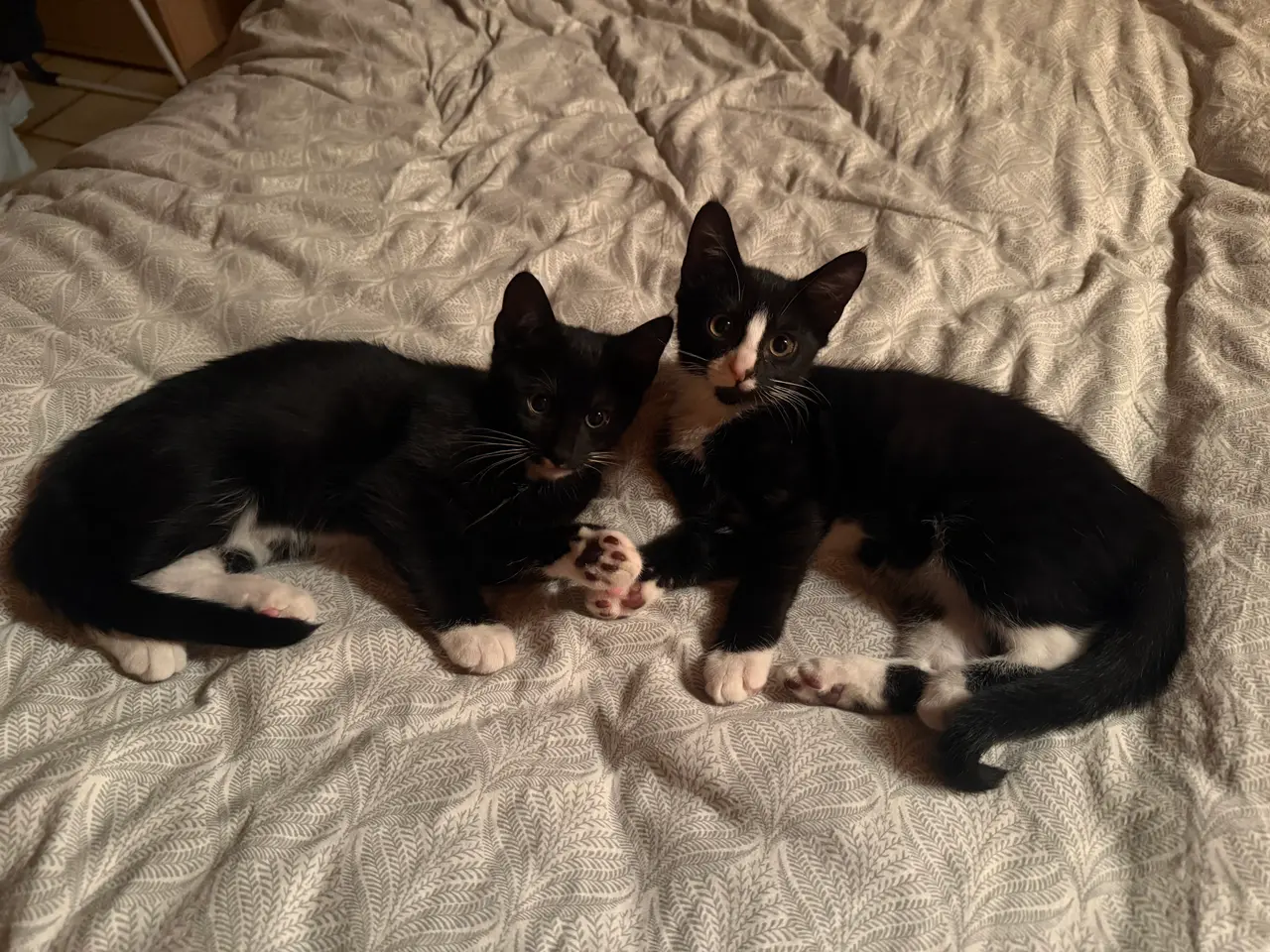 Billede 1 - 🐱 Søde killinger søger en kærlig familie! ❤️