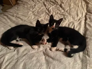 🐱 Søde killinger søger en kærlig familie! ❤️