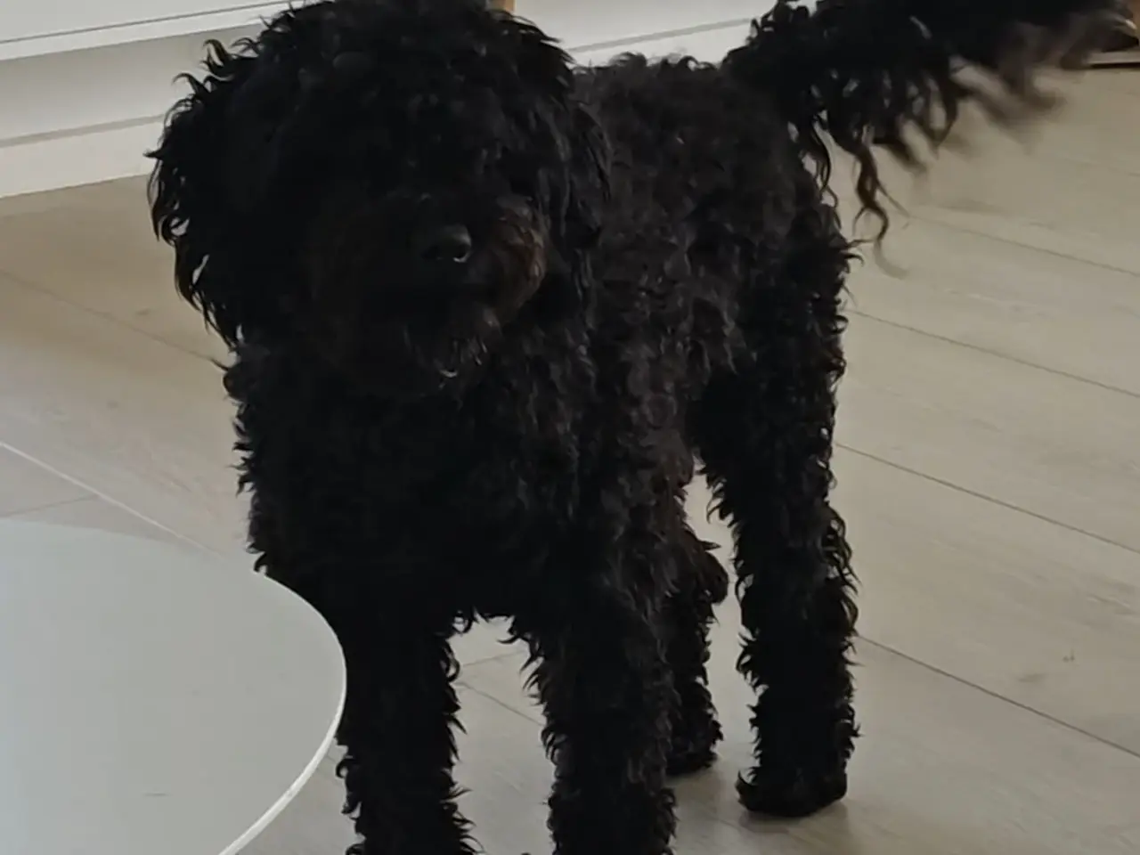 Billede 1 - Puddel dreng
