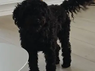 Puddel dreng 