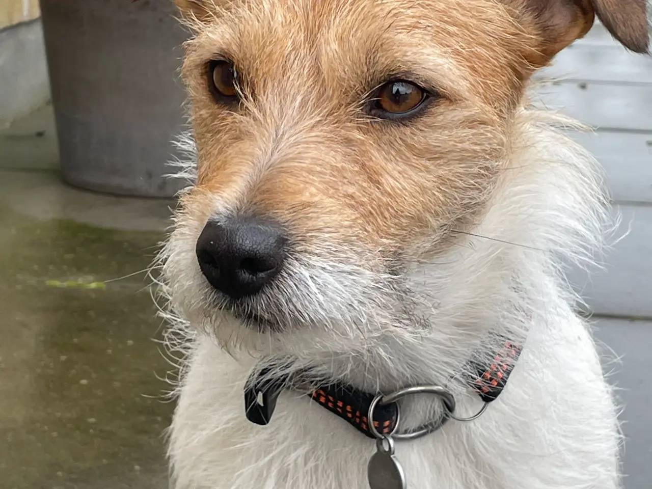 Billede 2 - Jack Russel Parring