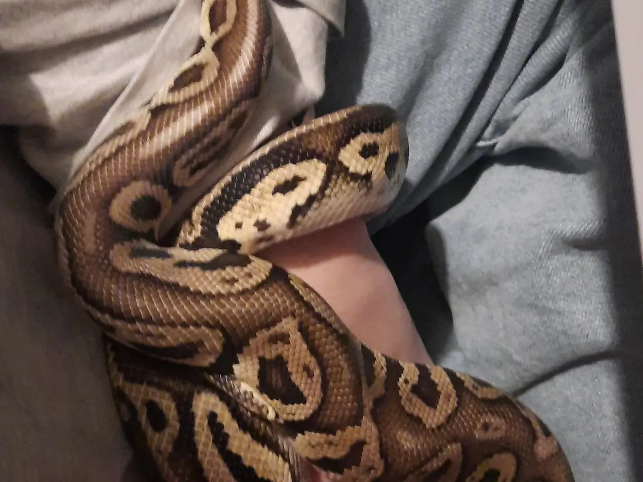 Billede 6 - Kongepython