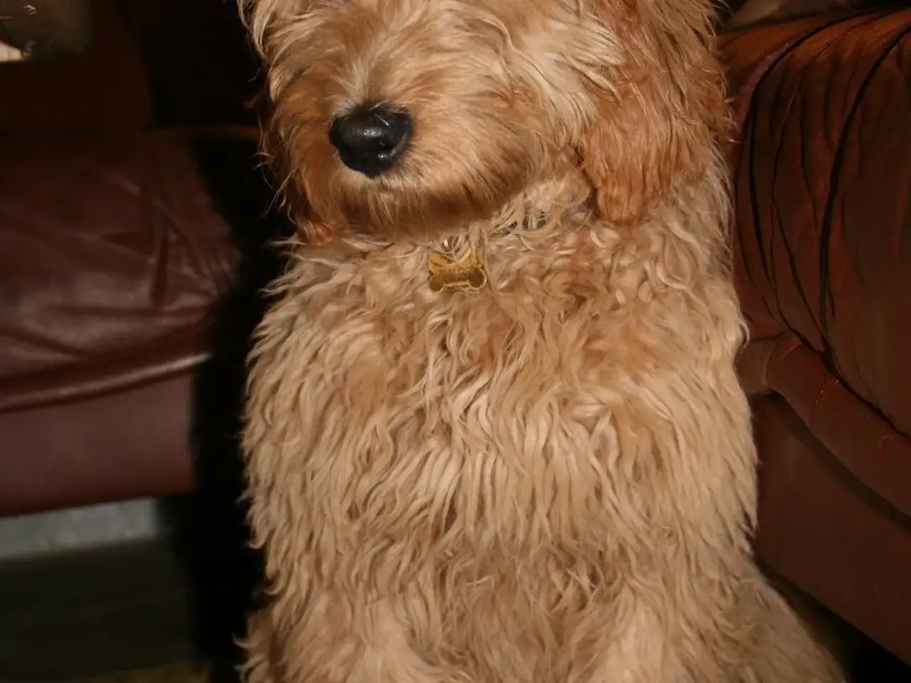 Billede 11 - Doodler Goldendooler Dooodledoodle