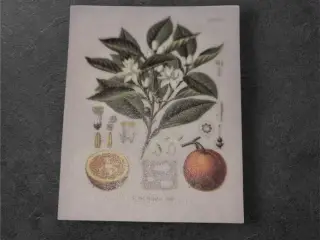Botaniske papirark med appelsintræ-motiv