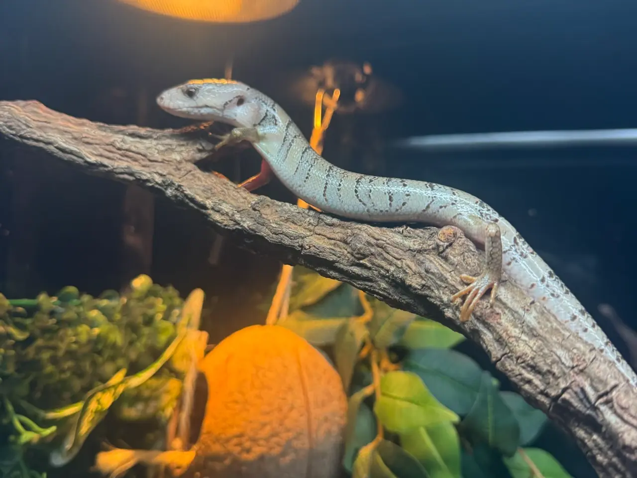 Billede 11 - Snegle skink