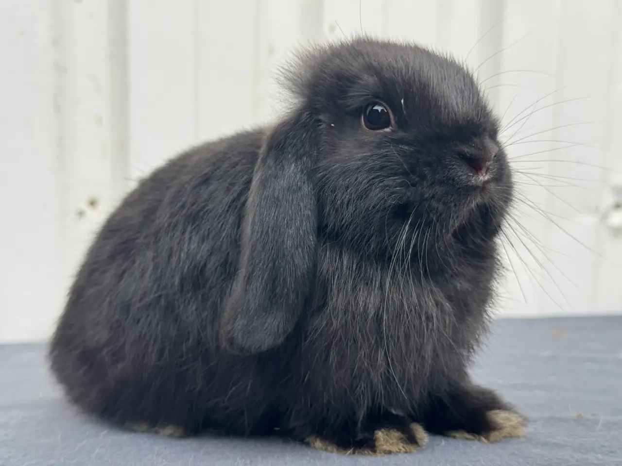 Billede 4 - Mini lop hunkanin