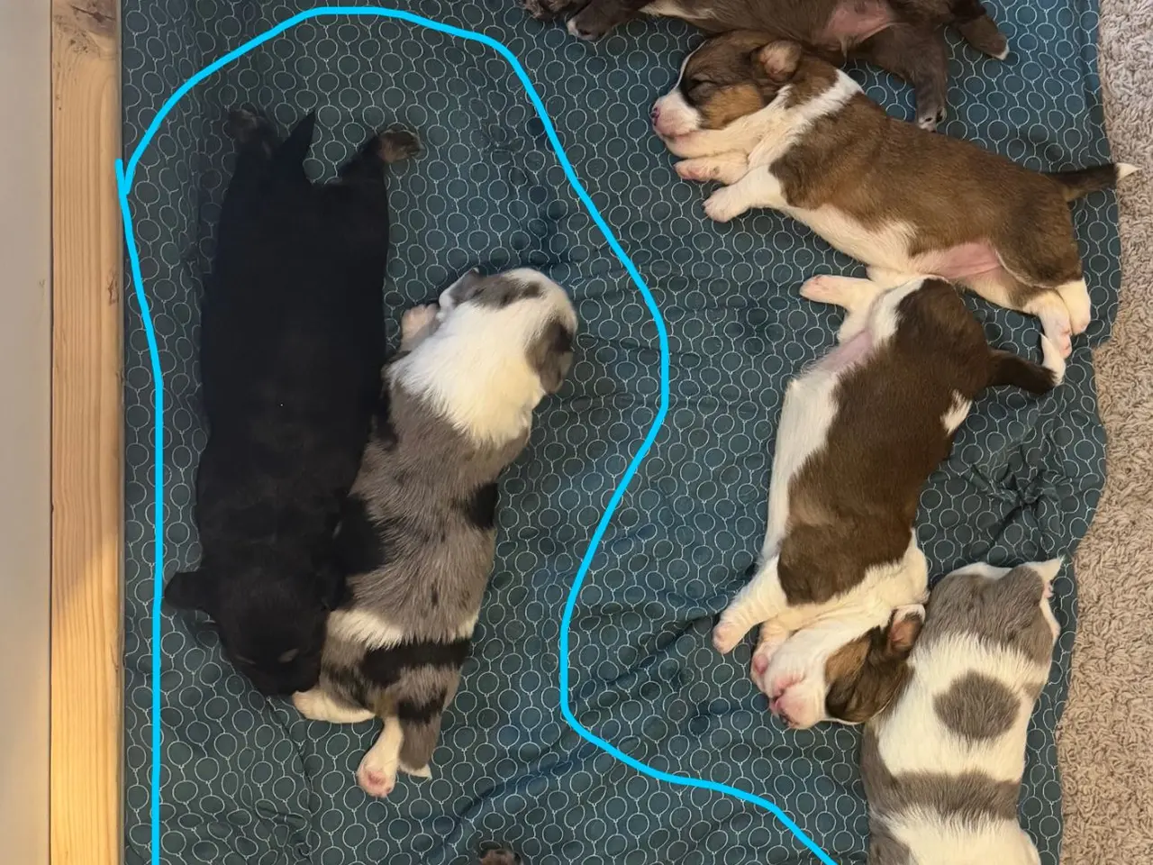 Billede 1 - Havapoo / Corgi hvalpe