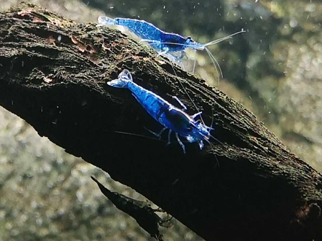 Billede 1 - Neocaridina Davidii, Blue Dream rejer