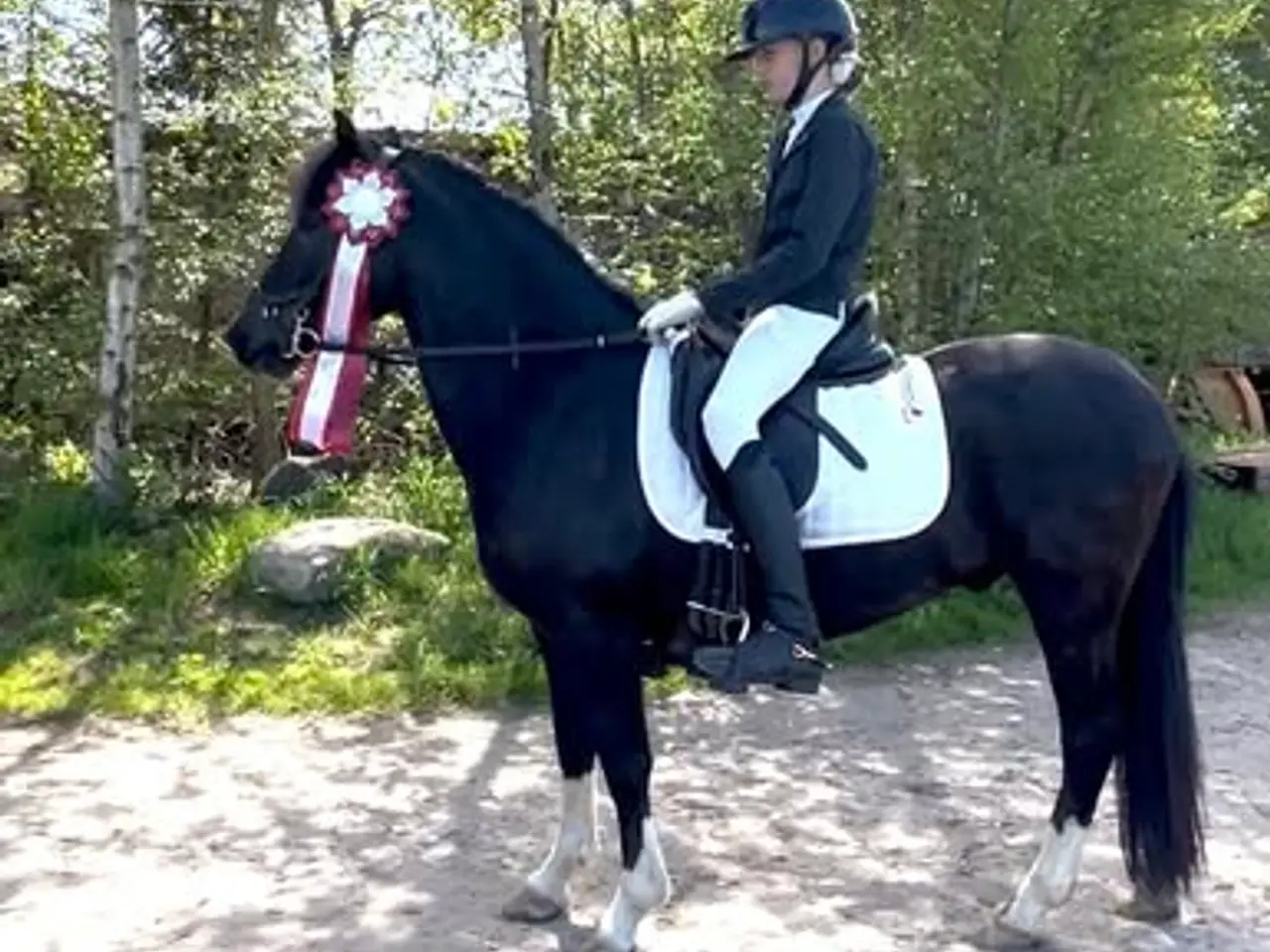 Billede 2 - Max kat 3,super børnepony