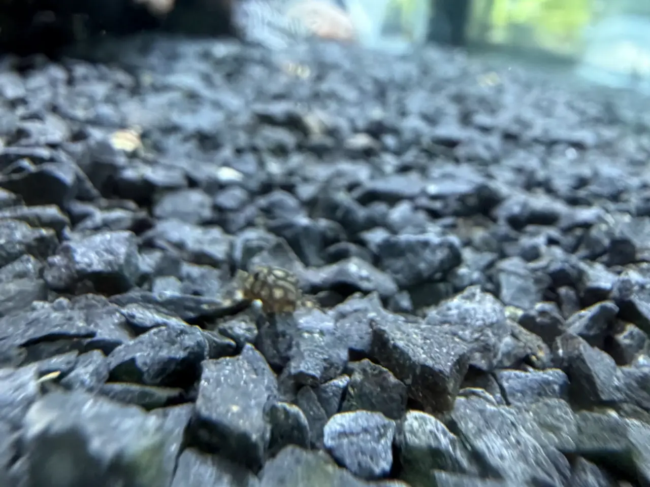 Billede 10 - L519 Honeycomb Pleco – Ancistrus sp.