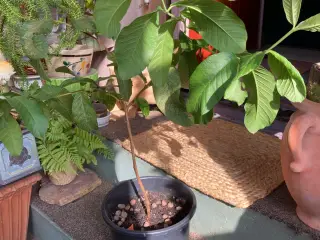 Plantage cacaotræ
