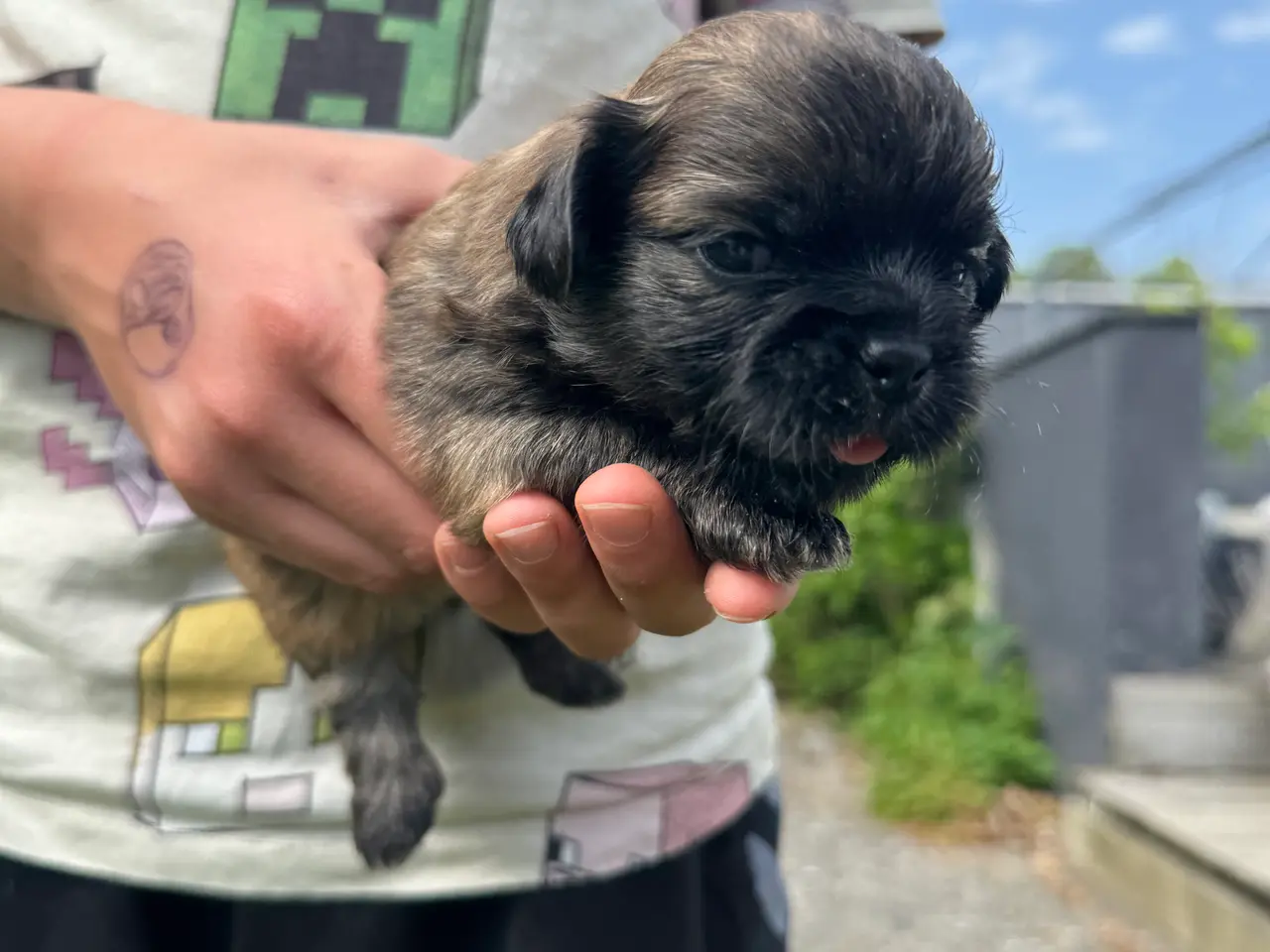 Billede 1 - Lækkere små Shih-Tzu hvalpe❤️