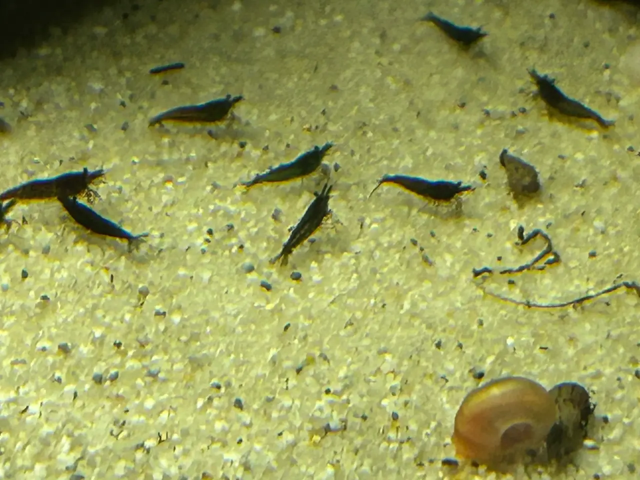 Billede 1 - 🦐🖤 Sort kirsebær reje – dyb sort farve | GLS