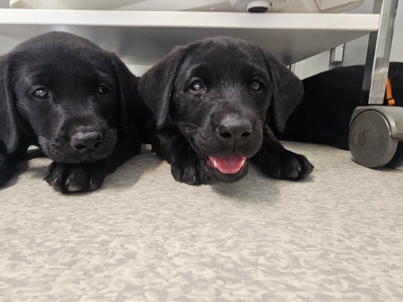 Billede 9 - F1 Labrador hvalpe