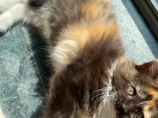 Main coon blendinger - 5