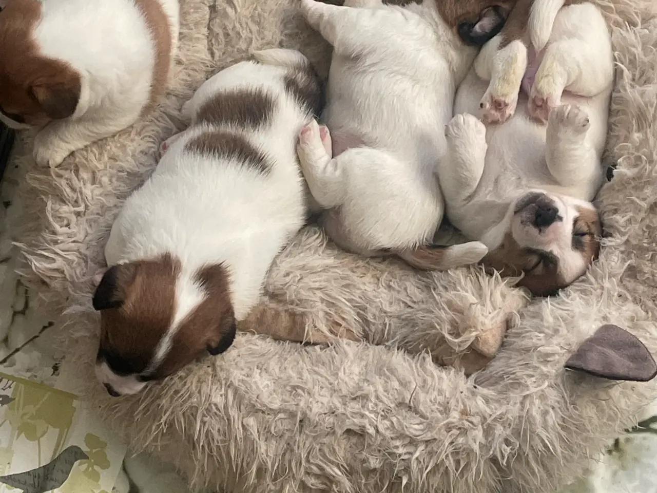 Billede 11 - Jack Russell Hvalp - Glathåret - DKK stamtavle 