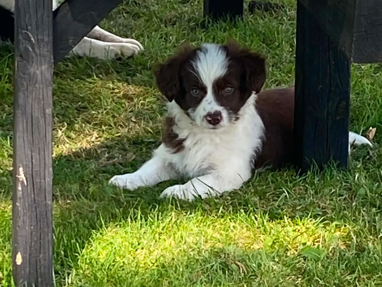 Billede 5 - Dejlig familiehund