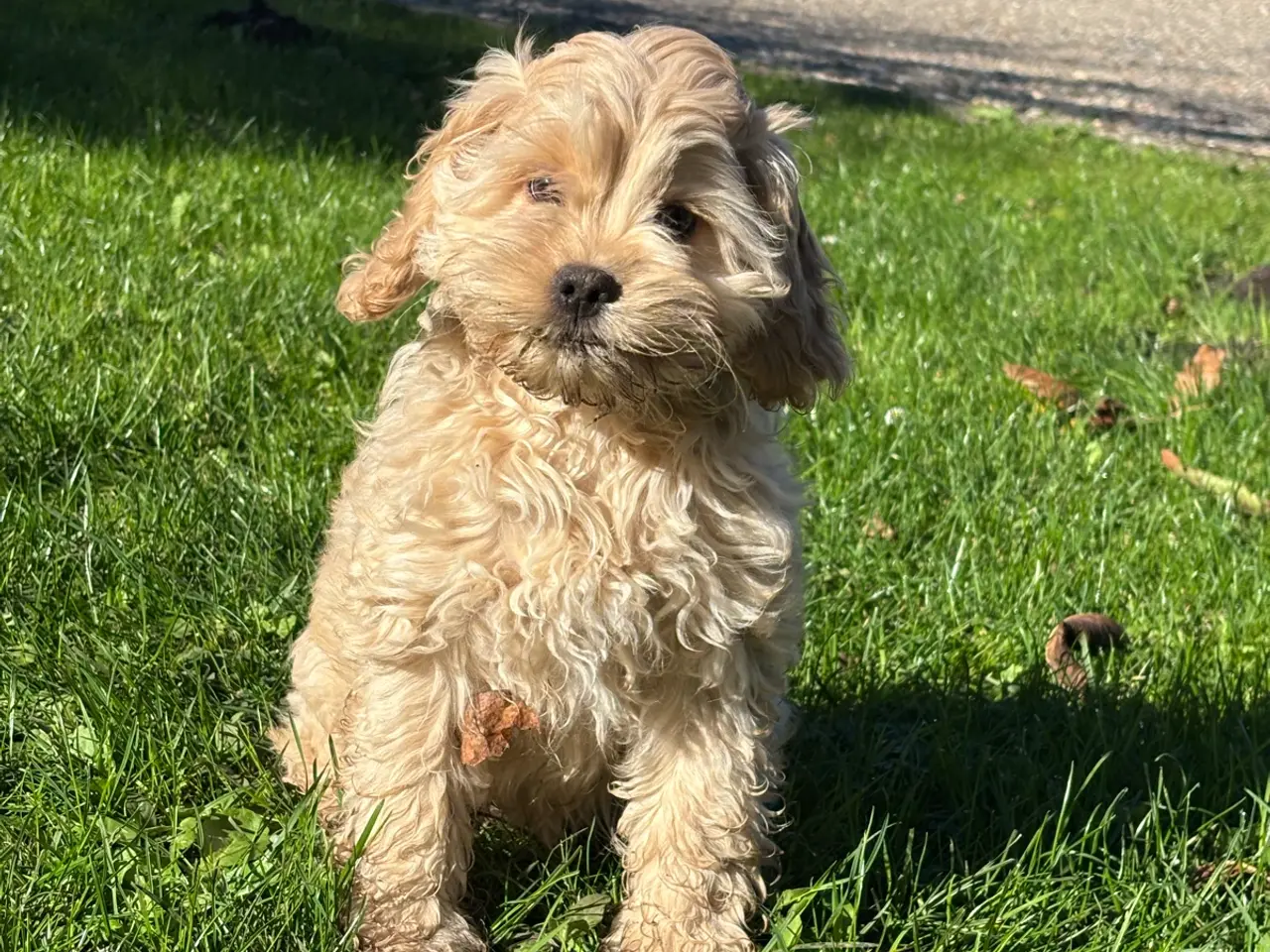 Billede 1 - Søde cockapoo hvalpe