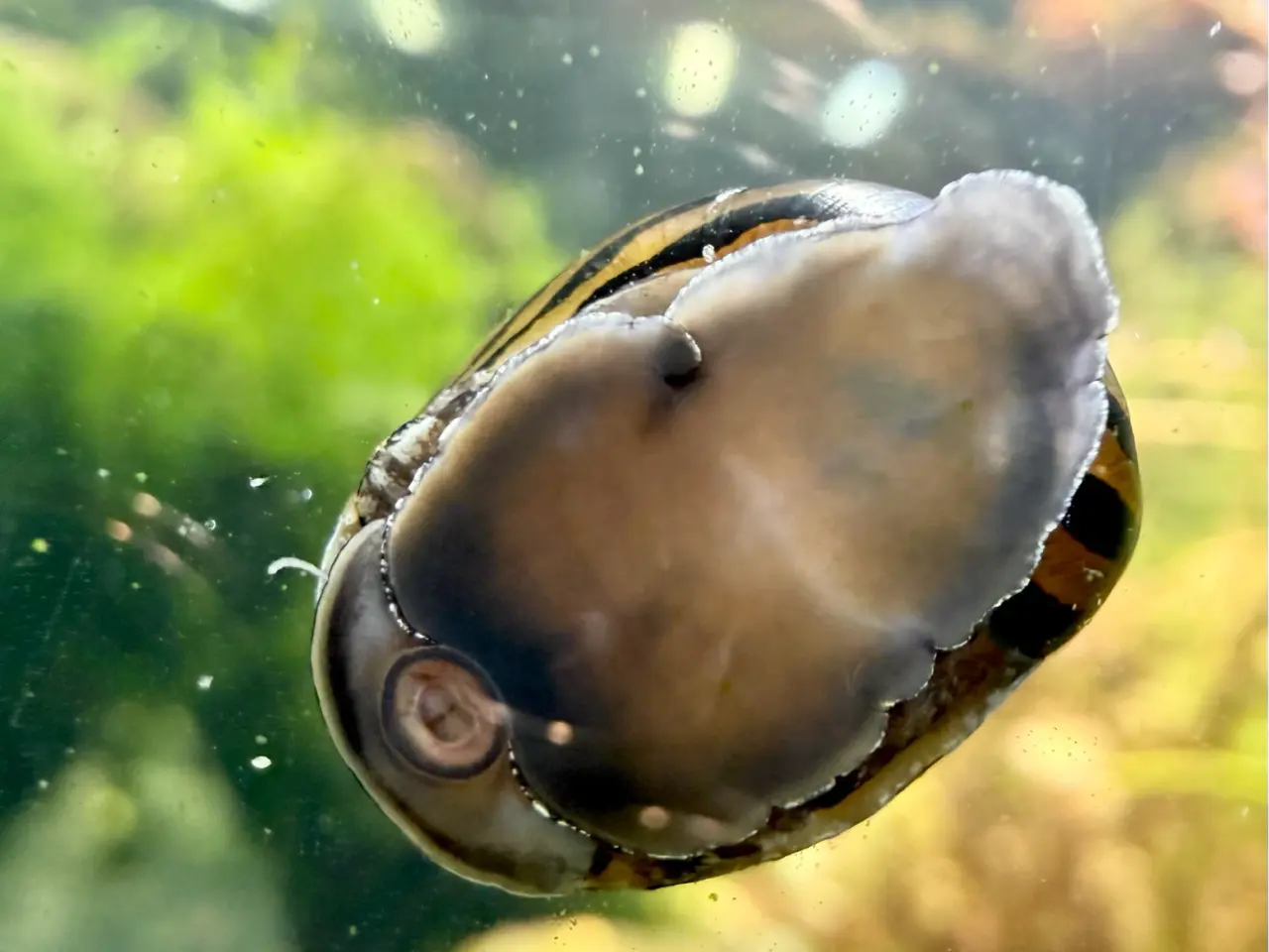 Billede 15 - Zebra Nerite - Slip af med alger 