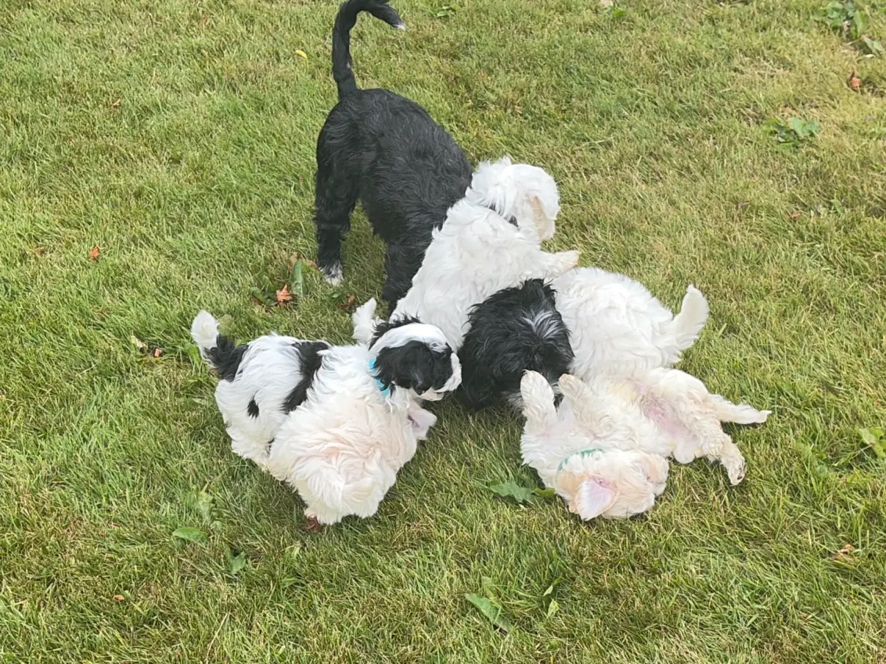 Billede 2 - Fine mini Maltipoo babyer