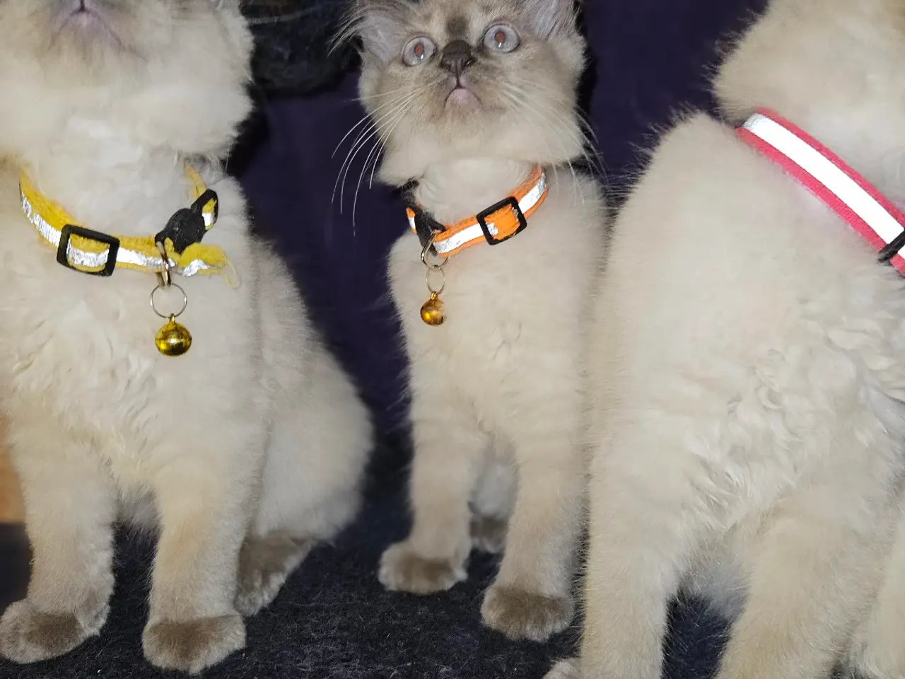 Billede 6 - Killinger Ragdoll / Hellig Birma.