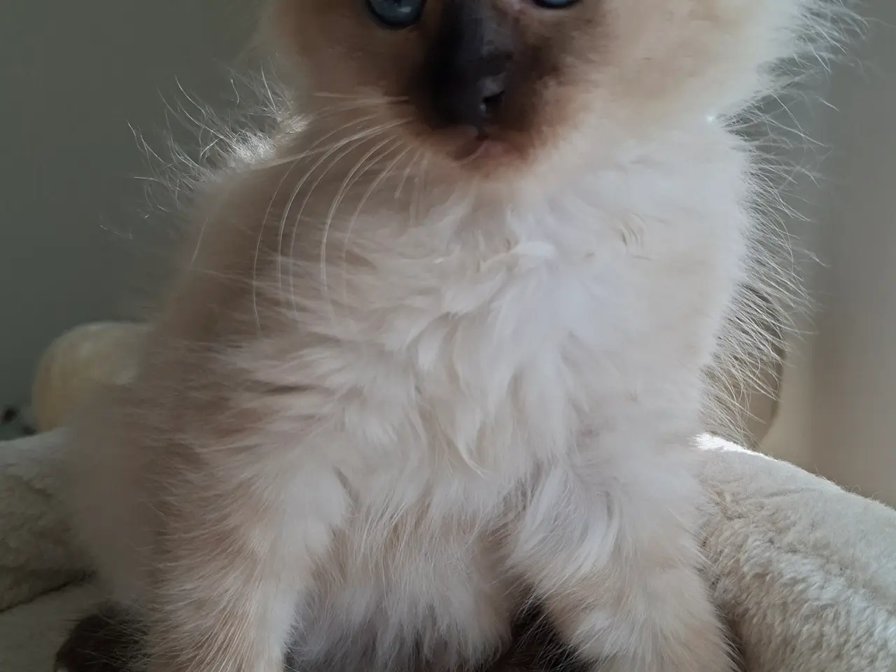 Billede 10 - Skønne Ragdoll killinger 🐾🤎