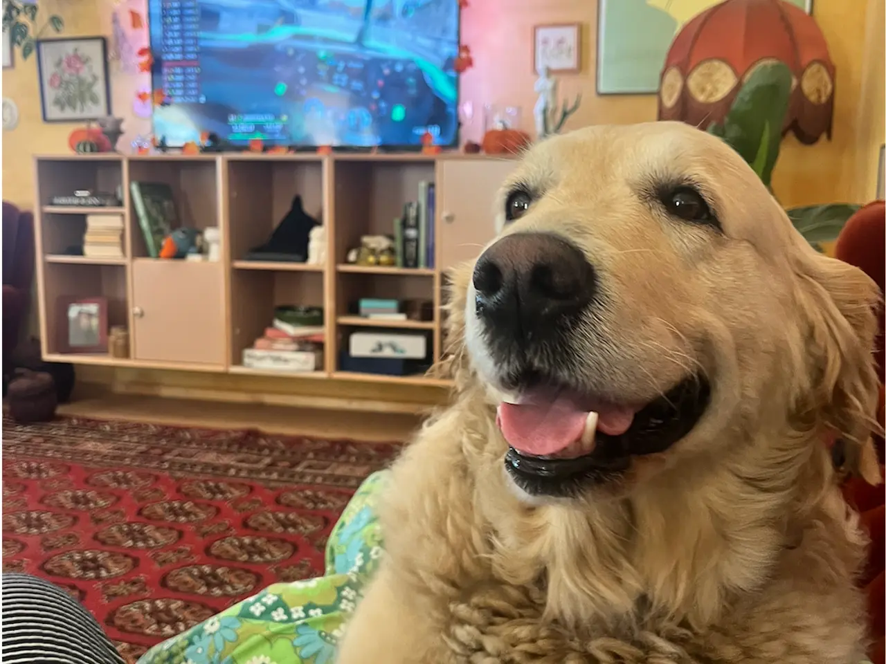 Billede 4 - Golden Retriever-hvalpe søger deres nye familier