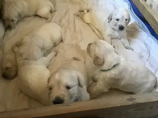 Golden retriever hvalpe sælges.
