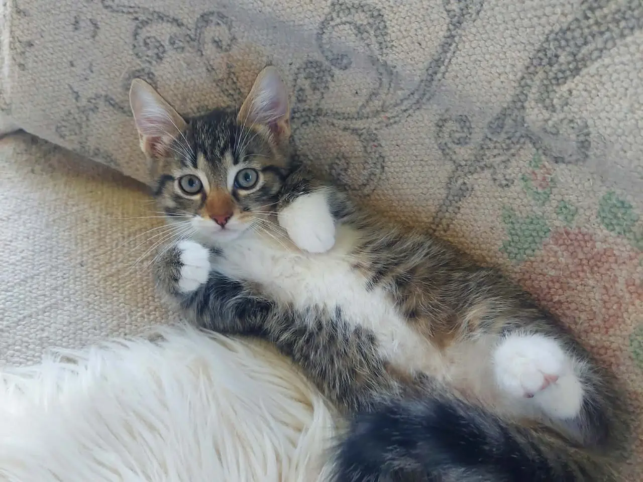 Billede 6 - Maincoon blanding killinger