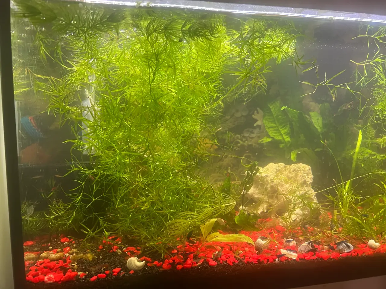 Billede 4 - Eheim akvarie