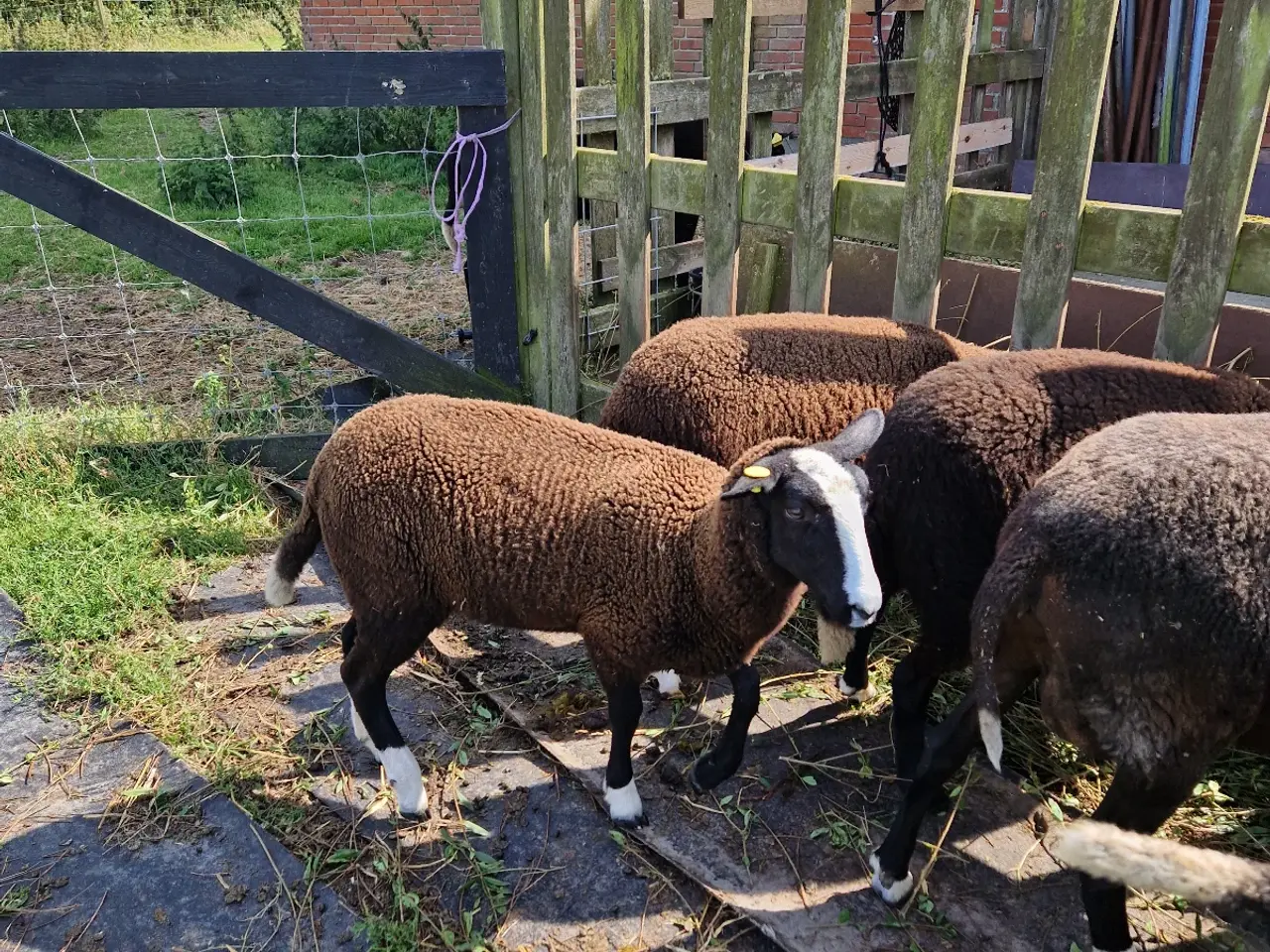 Billede 2 - Zwartsbles gimmer og vædderlam sælges M 3