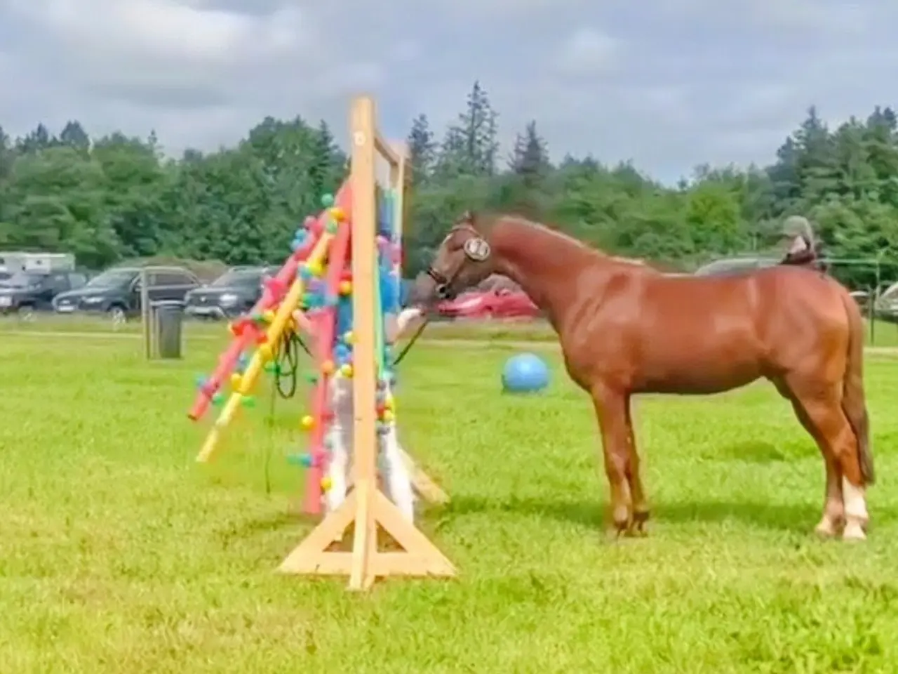 Billede 11 - Dansk Sports pony ( kat 1)