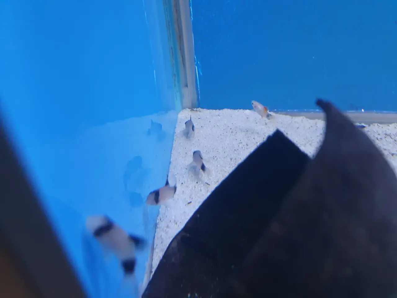 Billede 2 - Corydoras Panda sælges! 🐼