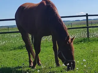 Chancehest og selvskabshest