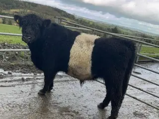 Rigtig fin Galloway-tyr Udlejes