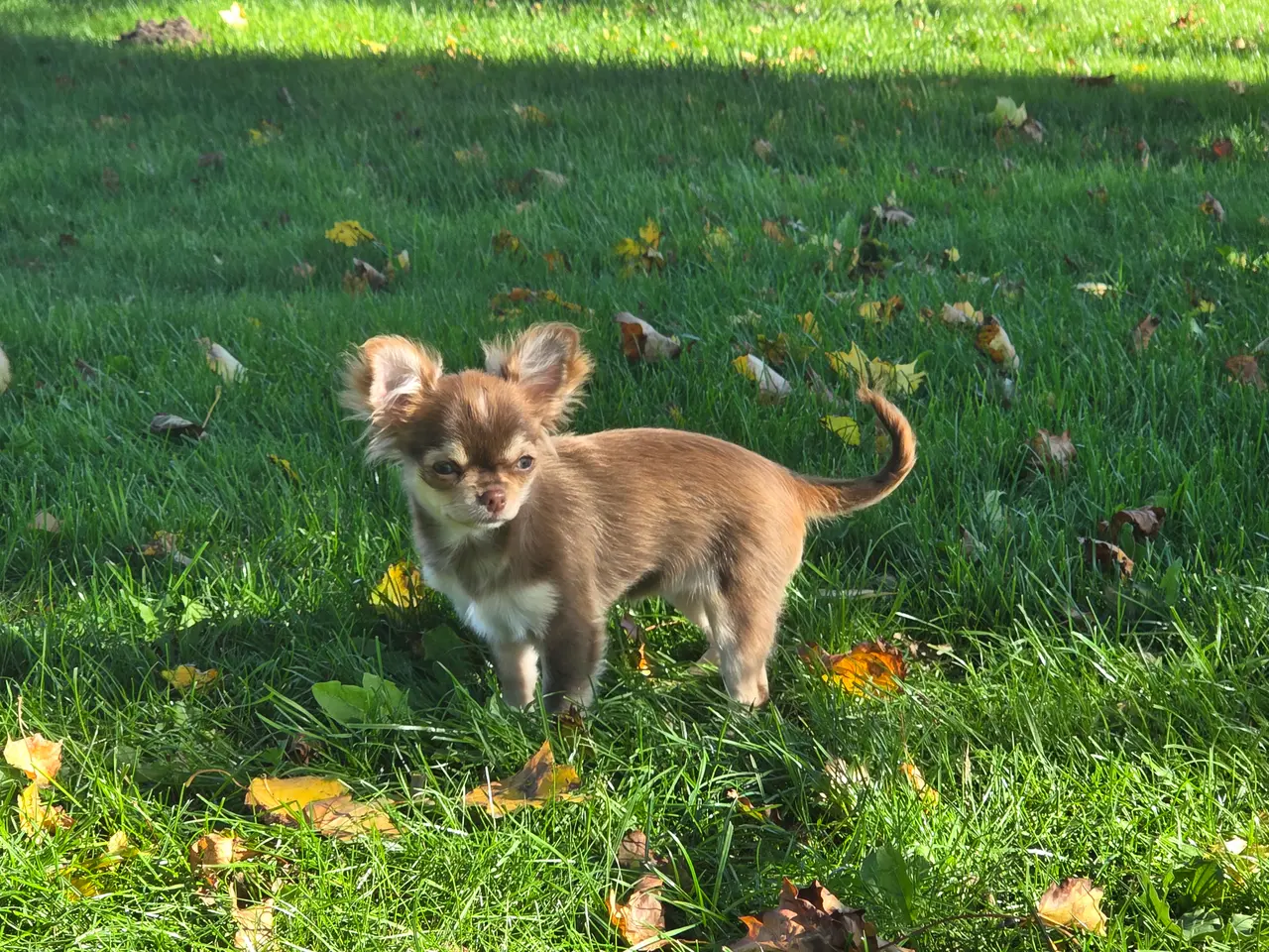Billede 3 - Langhåret husky-chihuahua. Hun og han.