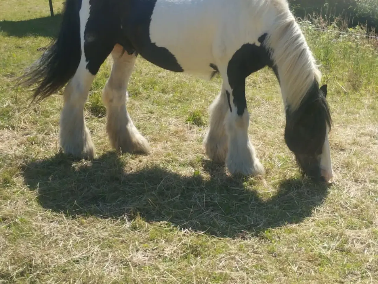 Billede 3 - Vallak kone hest