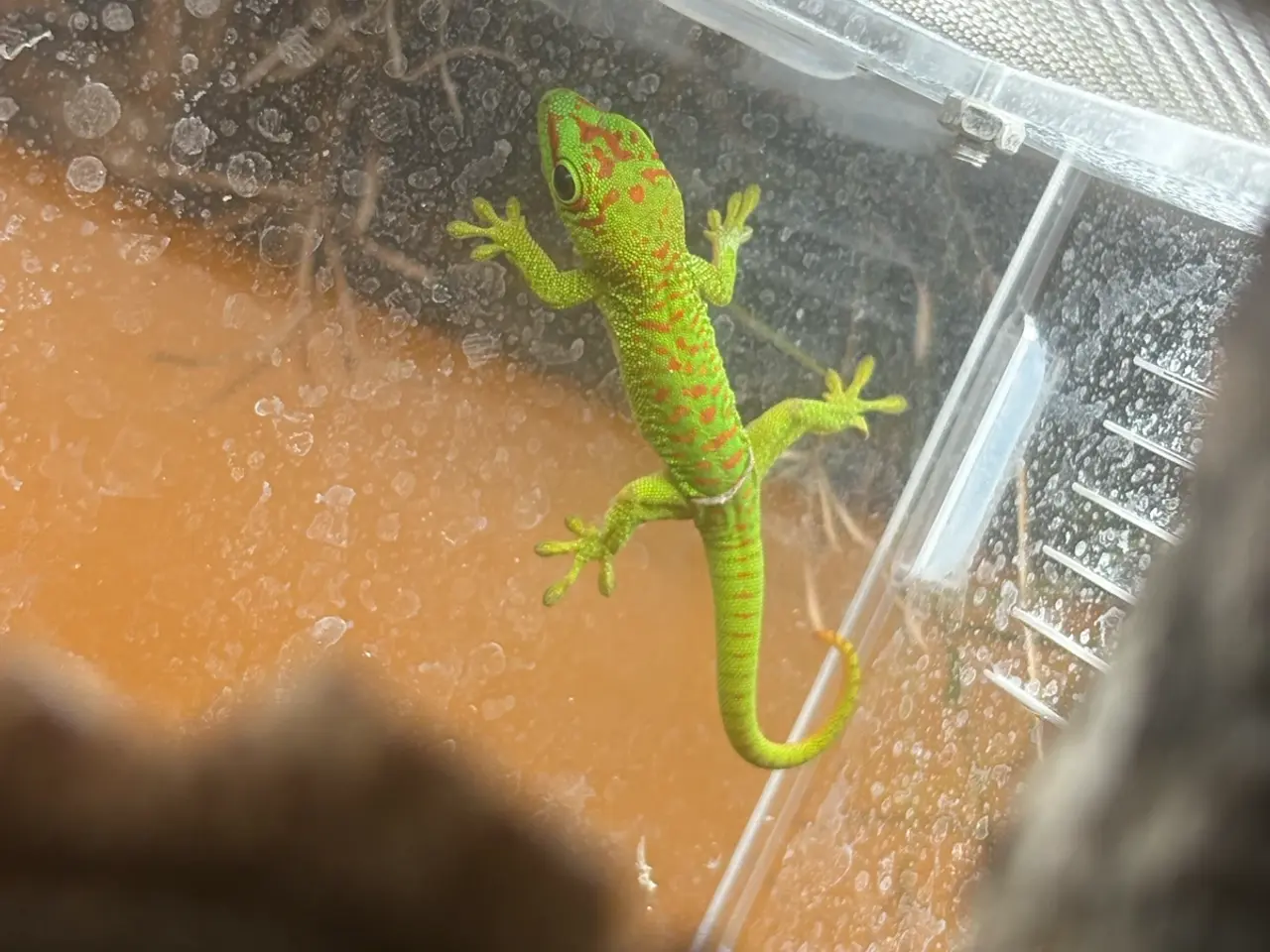 Billede 1 - Phelsuma grandis