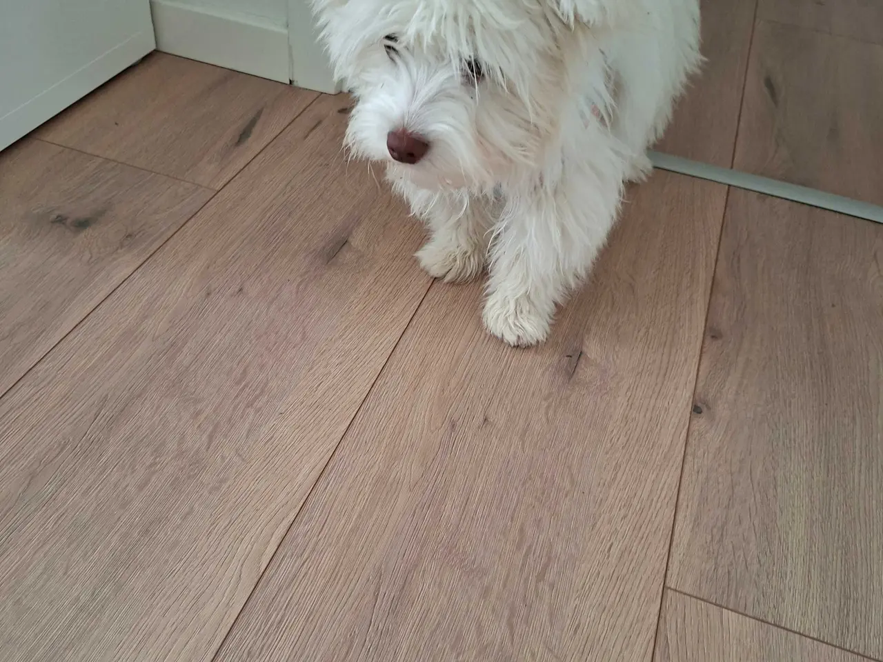 Billede 3 - Bichon havanaise -Bella