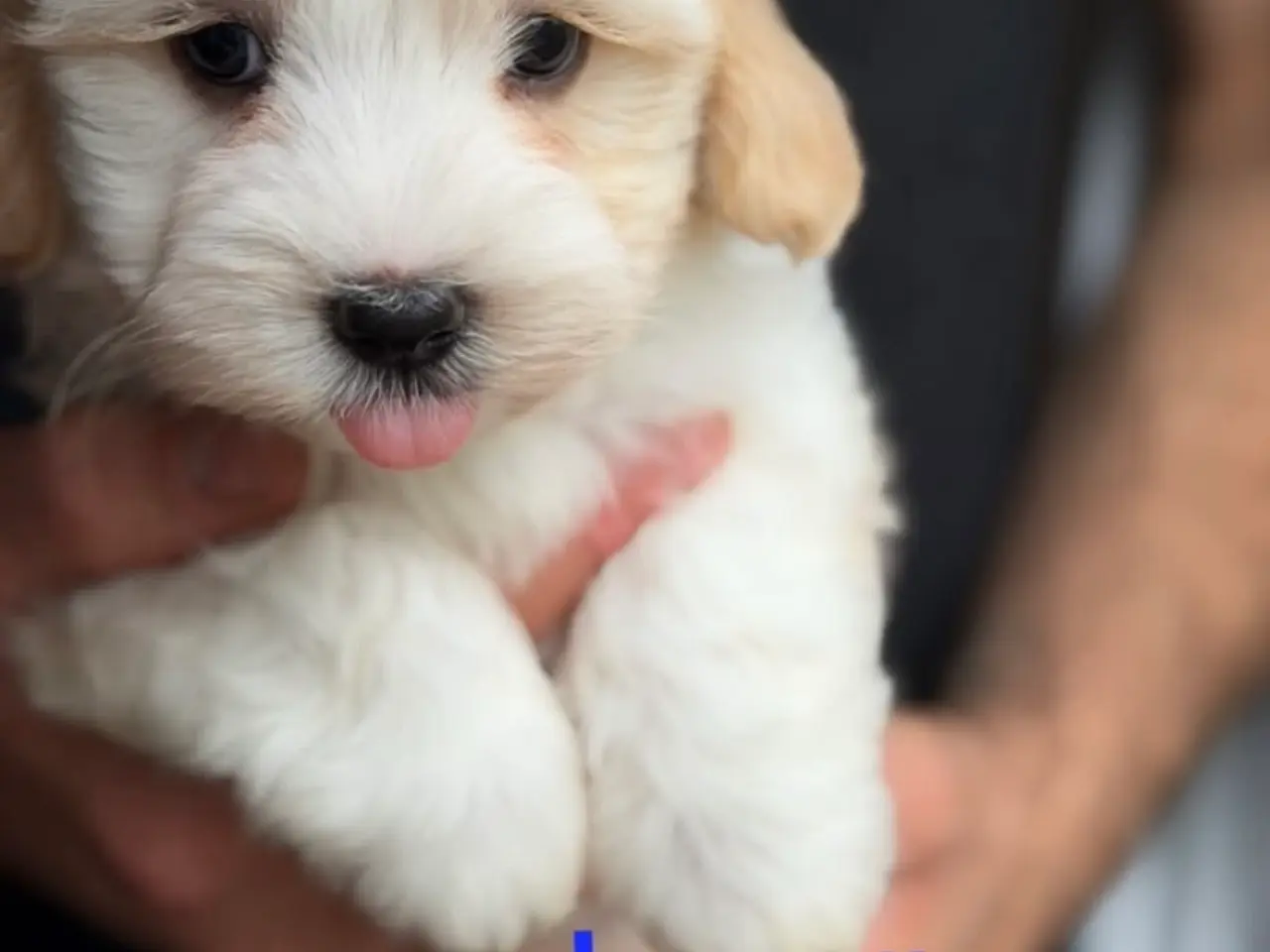 Billede 17 - Bichon Havanese