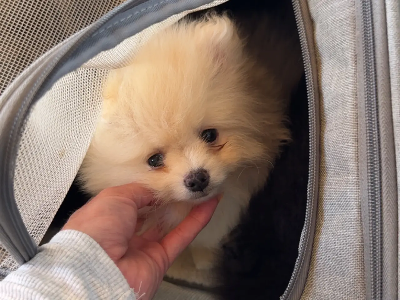Billede 9 - Pomeranian fluffy