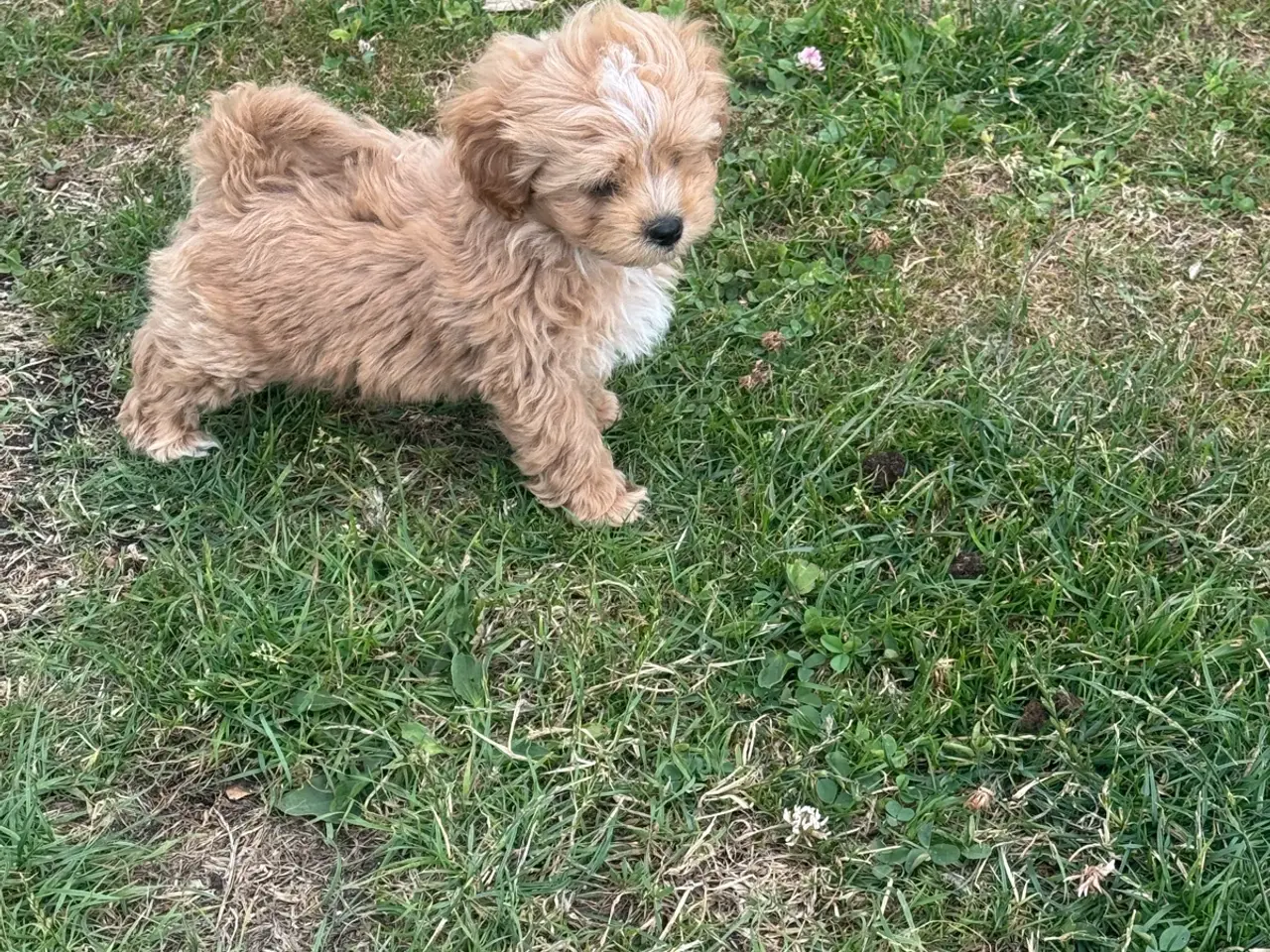 Billede 4 - 🐶Små Maltipoo hvalpe til salg🐶