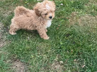 🐶Små Maltipoo hvalpe til salg🐶 - 4